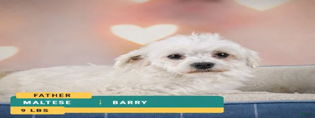 Barry