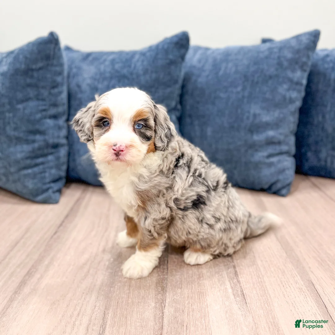 Mini Bernedoodle dogs for sale: Oilver - Ad 1