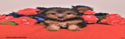 Yorkshire Terrier dogs for sale: Harvey - Ad 3