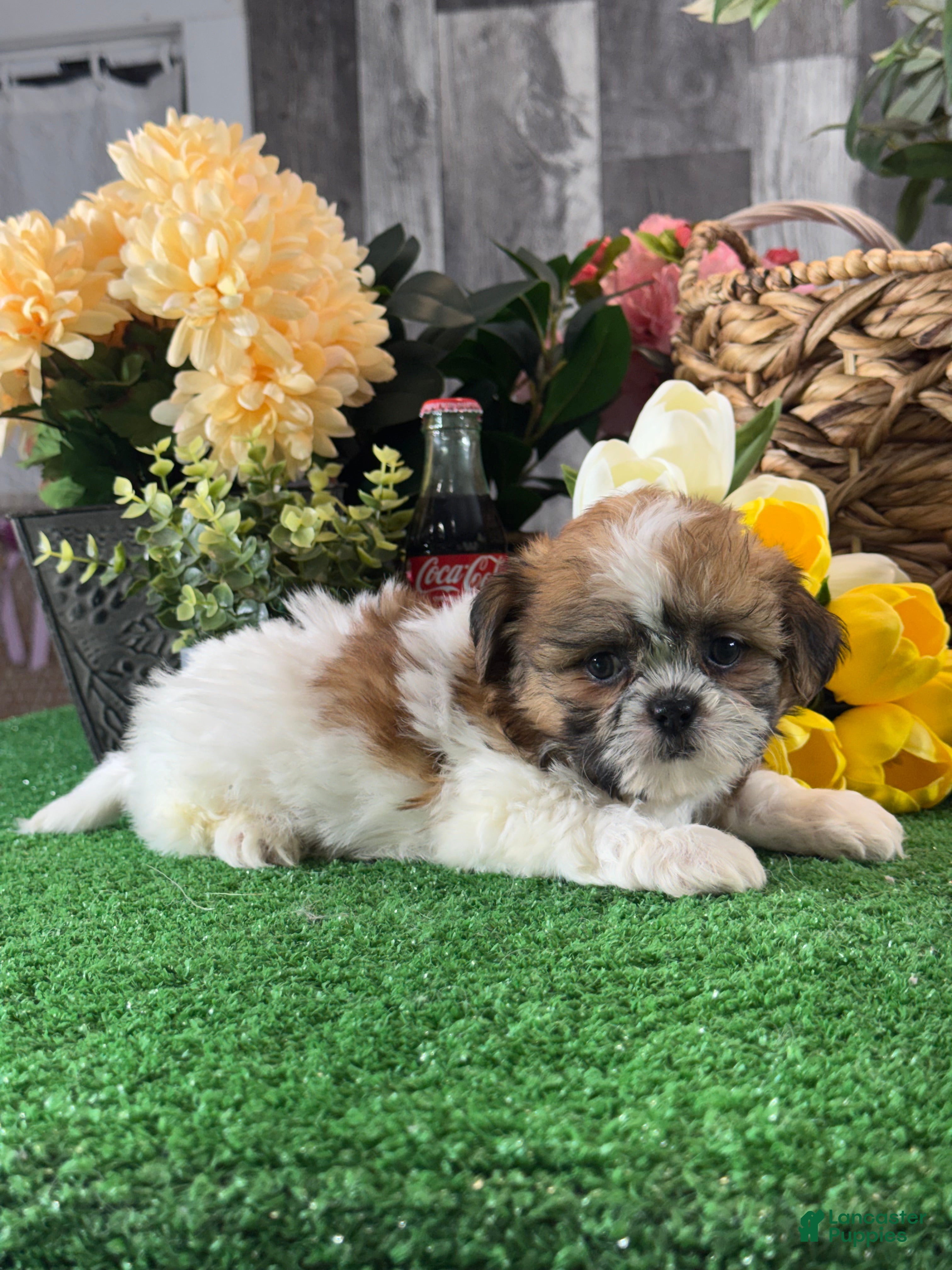 Shih Tzu dogs Stella🍕 - Ad 5
