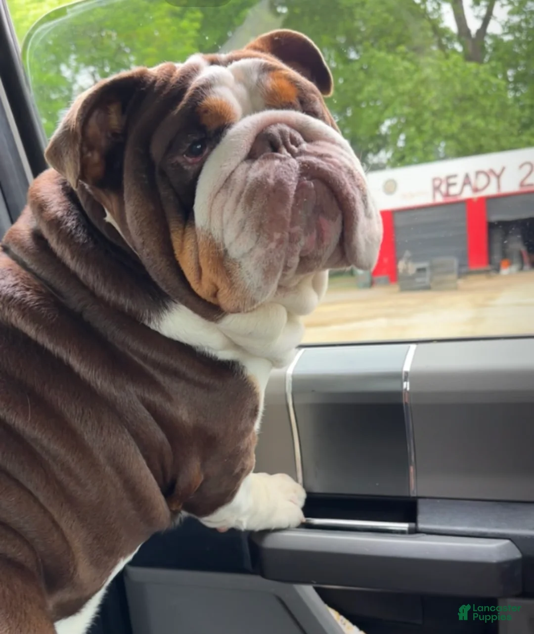 English Bulldog dogs for stud: Rolo Stud available  - Ad 3