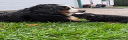 Bernese Mountain Dog dogs for sale: Chubby cheeks  - Ad 4