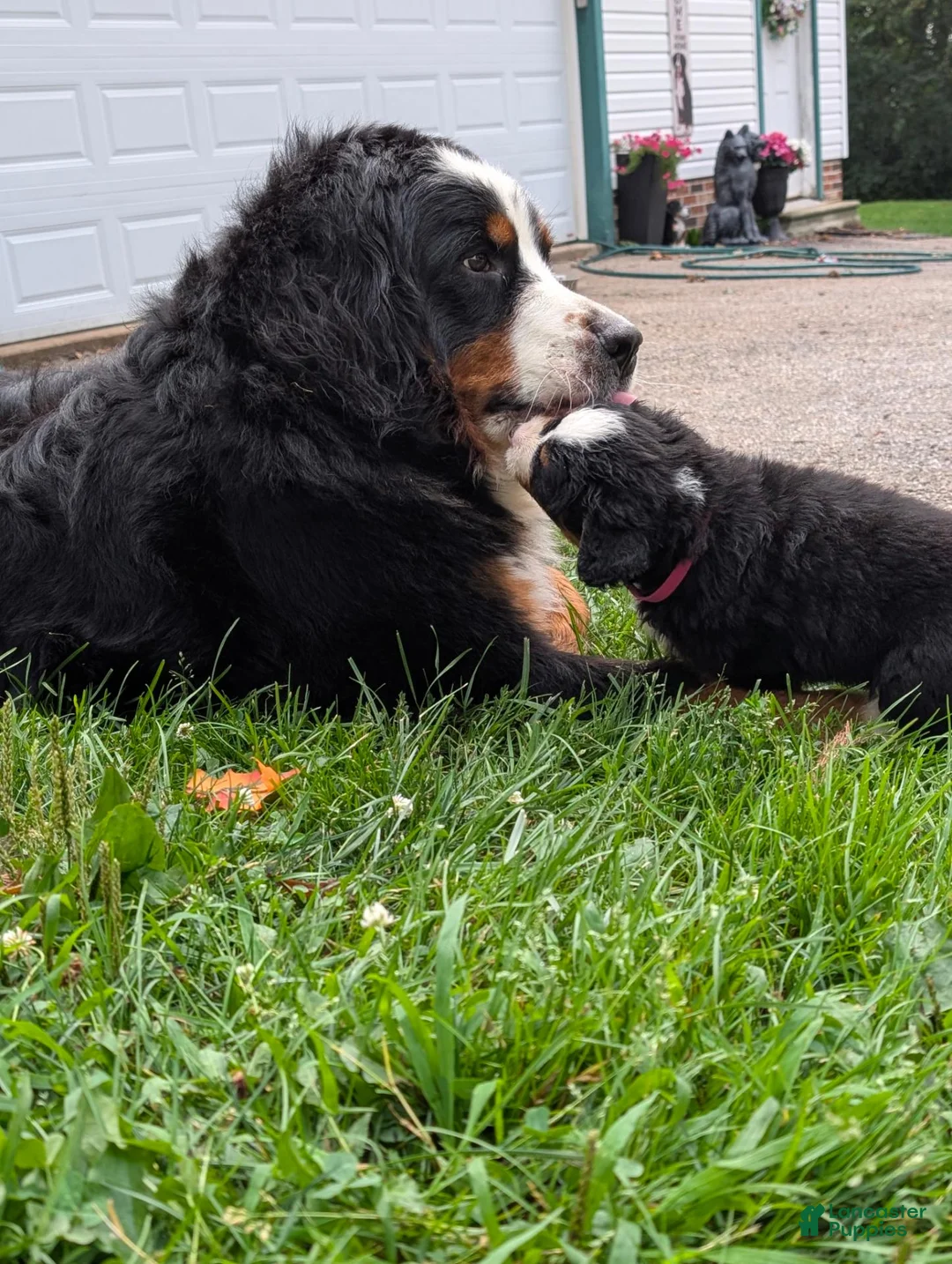 Bernese Mountain Dog dogs for sale: Chubby cheeks  - Ad 4