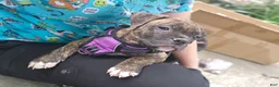 Mixed Breed dogs for sale: Voodoo - Ad 3