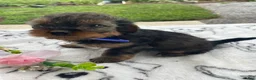 Yorkiepoo dogs for sale: Digger - Ad 2