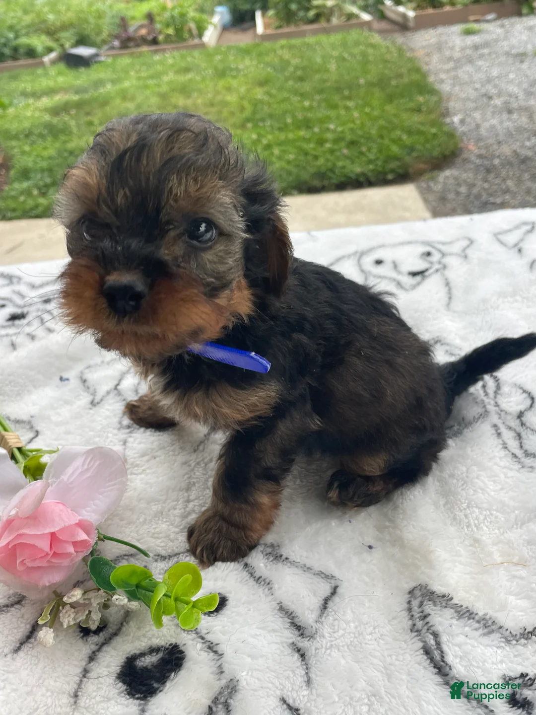 Yorkiepoo dogs for sale: Digger - Ad 2