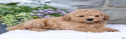 Havapoo dogs for sale: Asher  - Ad 5