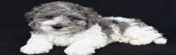 Miniature Poodle dogs for sale: Percy - Ad 4