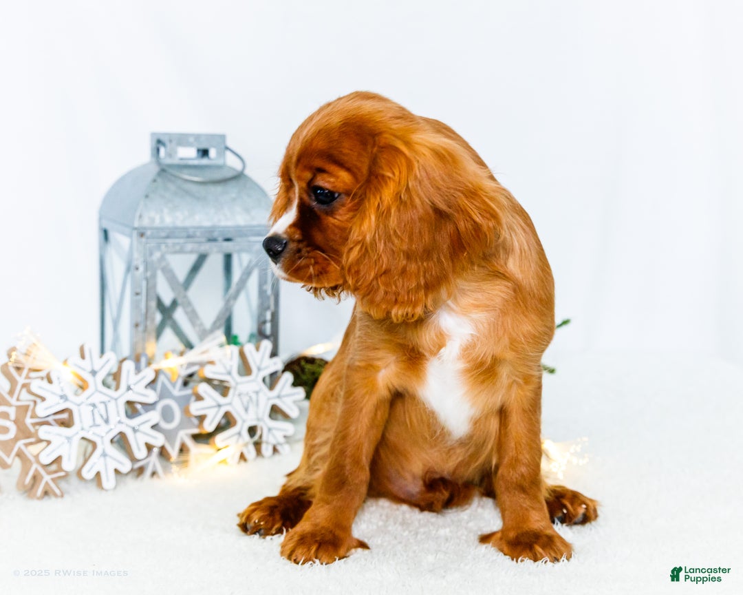 Cavalier King Charles Spaniel dogs for sale: Candy Cane - Ad 5