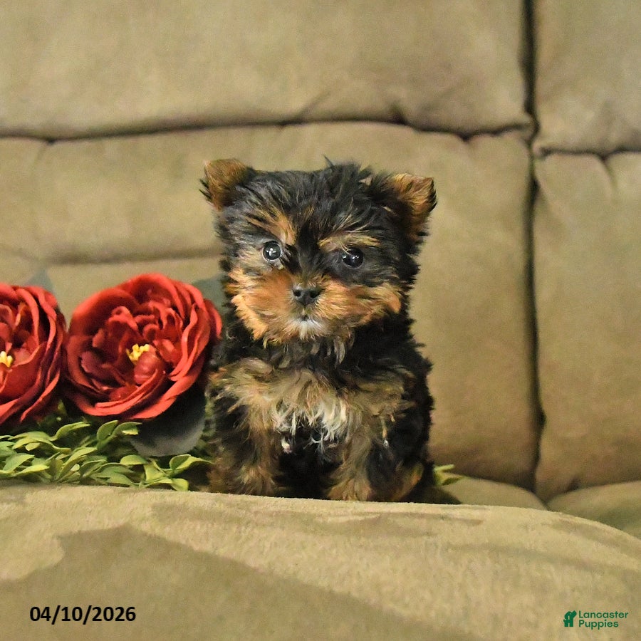 Yorkshire Terrier dogs Chester - Ad 2