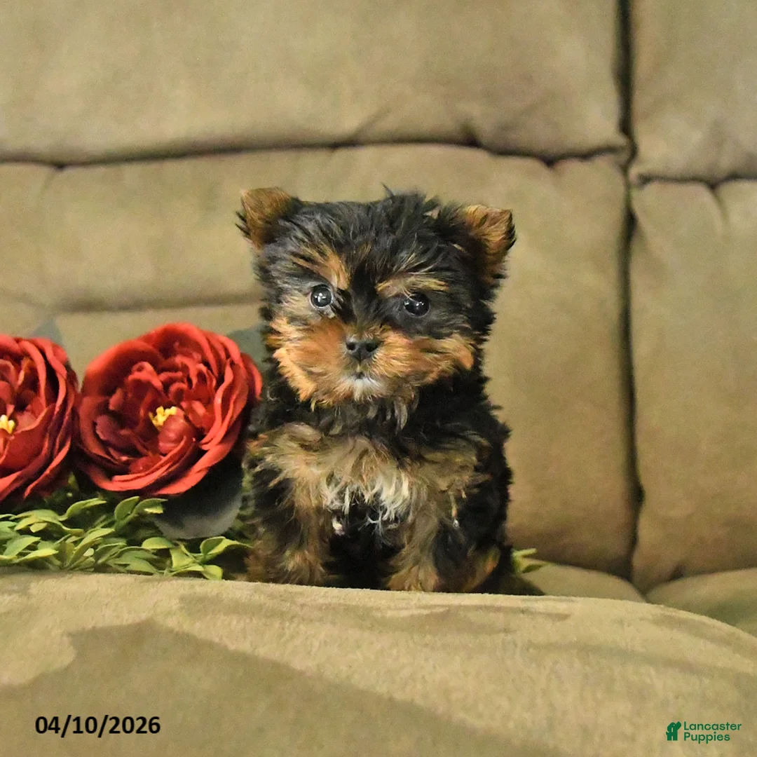 Yorkshire Terrier dogs for sale: Chester - Ad 2