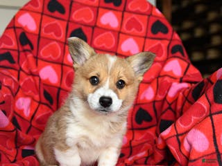 Welsh Corgi Pembroke dogs Sparky - Ad 1