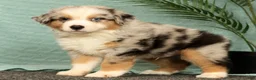Miniature Australian Shepherd dogs for sale: Jimmy - Ad 5