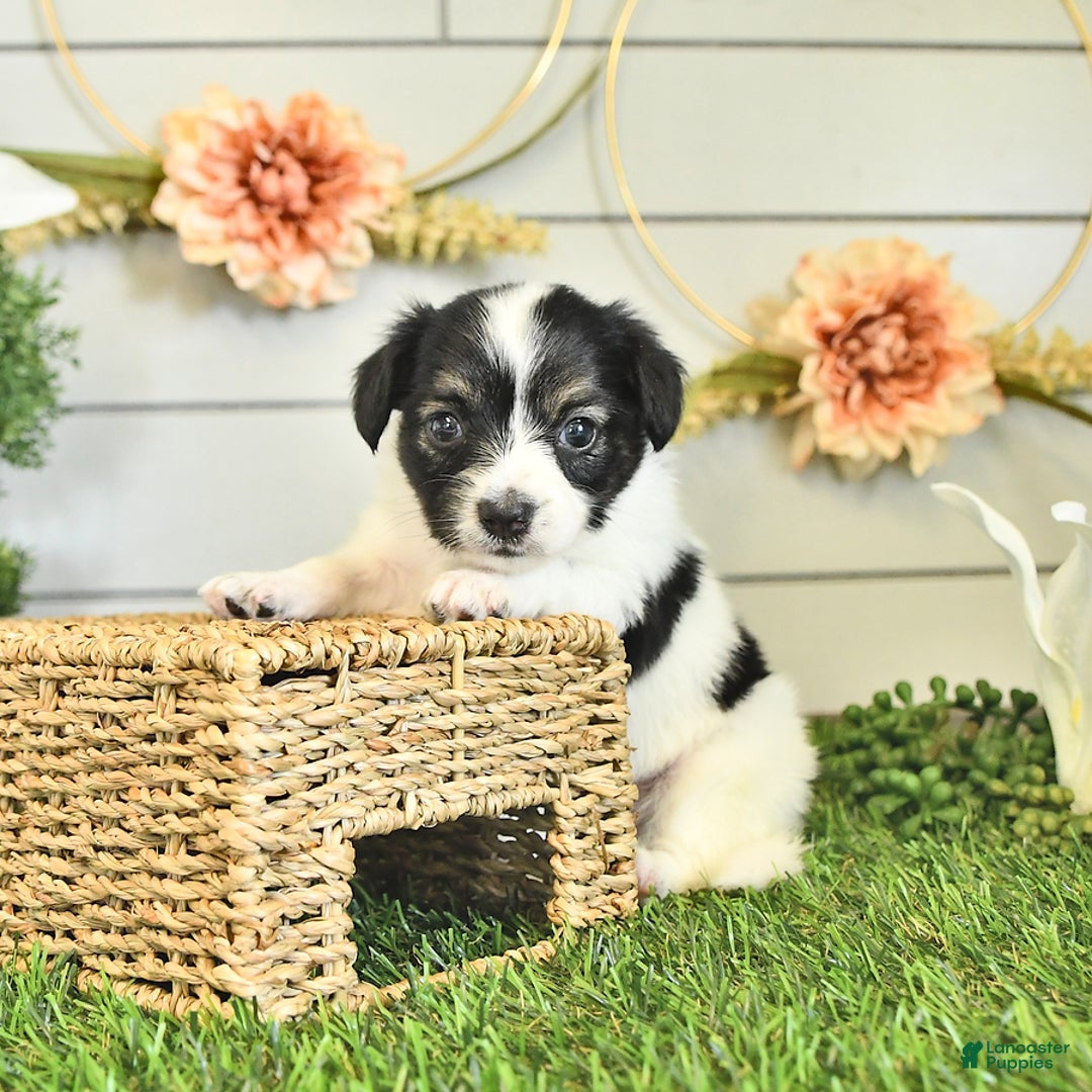 Papillon dogs for sale: Lilah - Ad 18