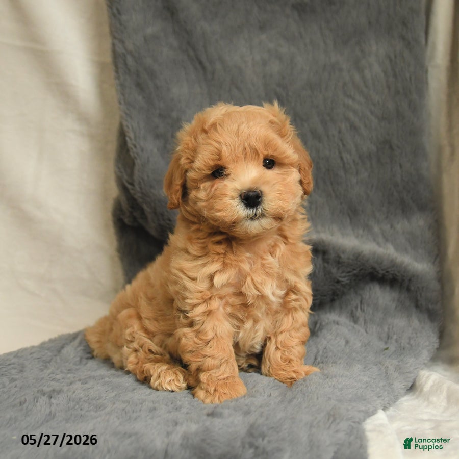 Maltipoo dogs Wesley - Ad 2