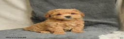 Maltipoo dogs for sale: Wesley - Ad 2
