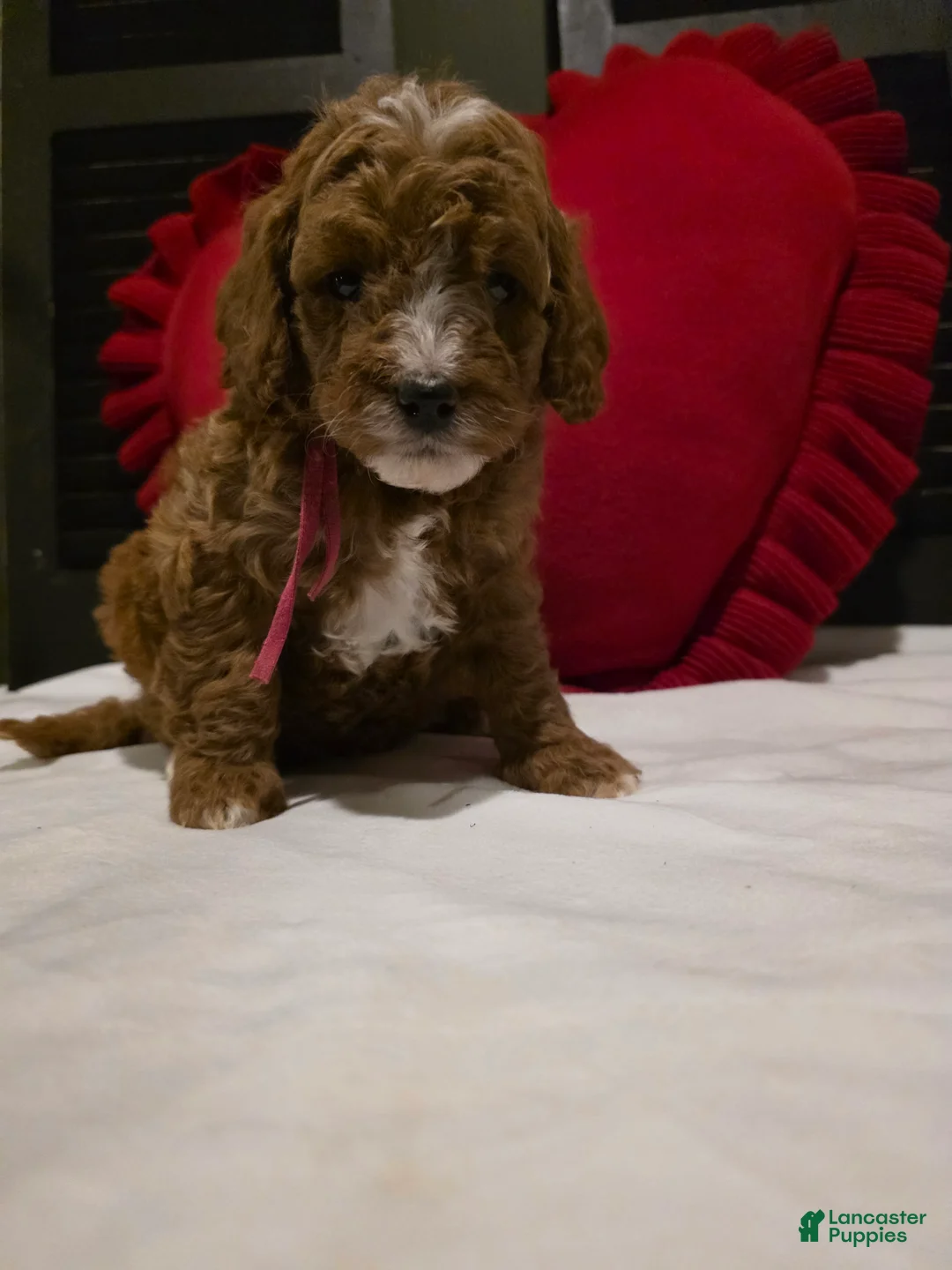 Mini Bernedoodle dogs for sale: Colby  - Ad 8