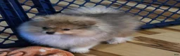 Pomeranian dogs for sale: Bo Pomeranian  - Ad 1