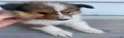 Shetland Sheepdog dogs for sale: Leif  - Ad 8