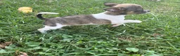 Chihuahua dogs for sale: Chihuahua 4 - Ad 3