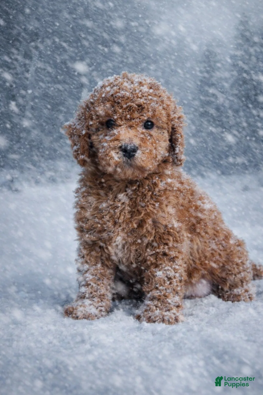 Mini Goldendoodle dogs for sale: Ms Strudel - Ad 3