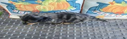 Miniature Dachshund dogs for sale: Drover - Ad 5