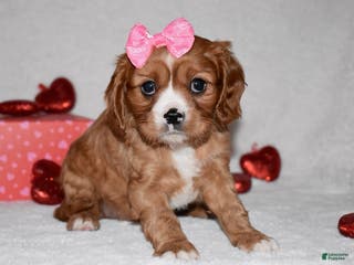 Cavalier King Charles Spaniel dogs Oona - Ad 39