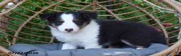 Shetland Sheepdog dogs for sale: Sheba - Ad 2