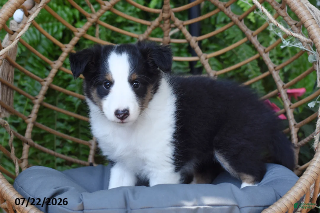 Shetland Sheepdog dogs for sale: Sheba - Ad 2