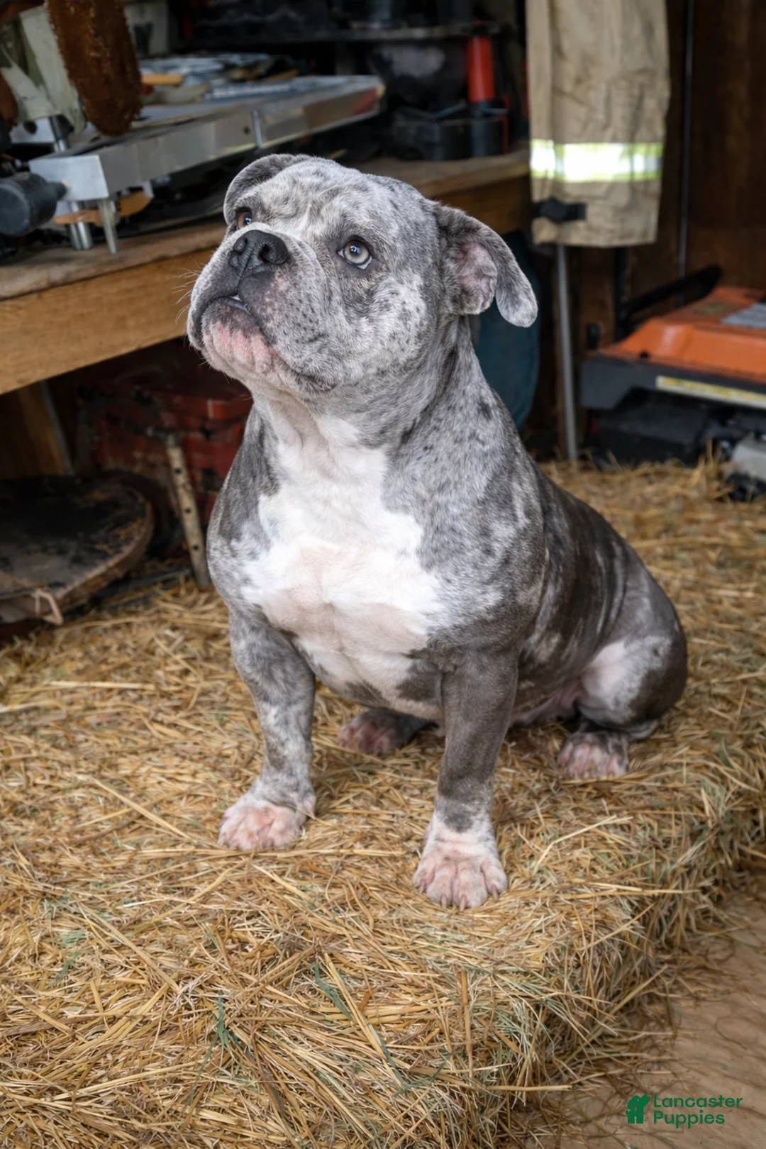 Olde English Bulldogge dogs for sale: Olde English Bulldogge Puppy 6 - Ad 13
