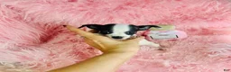 Chihuahua dogs for sale: Teacup Chihuahua Hand Delivery - Ad 3