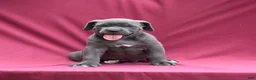 Cane Corso dogs for sale: Jo - Ad 5