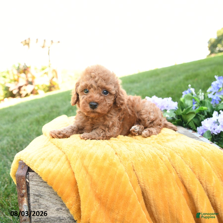 Toy Poodle dogs Flynn - Ad 2
