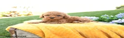 Toy Poodle dogs for sale: Flynn - Ad 2
