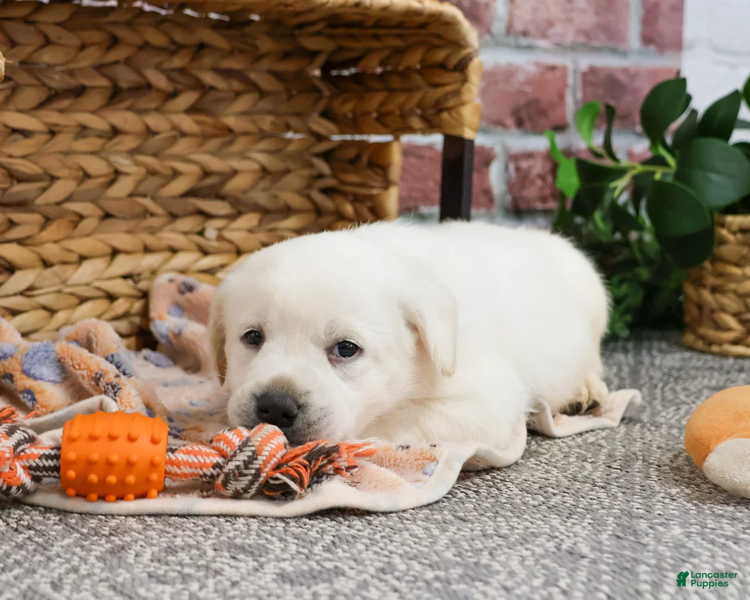 Labrador Retriever dogs for sale: Jake  - Ad 3