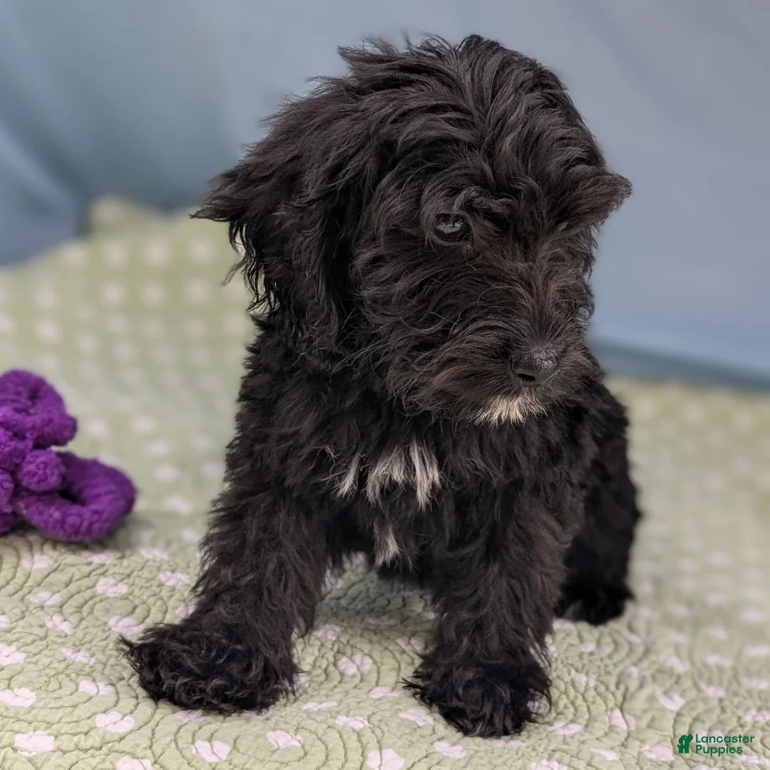 Mixed Breed dogs for sale: Noche (Night) - Ad 1