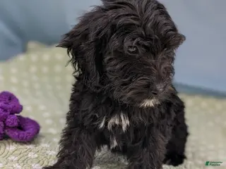 Mixed Breed dogs Noche (Night) - Ad 9