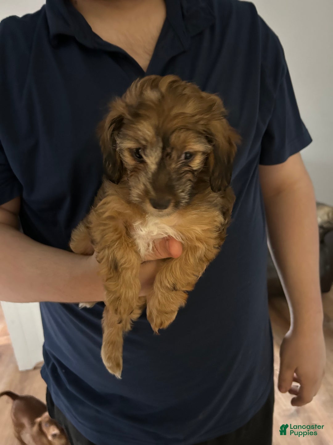 Mixed Breed dogs for sale: Mixed Breed Puppy 1 - Ad 4