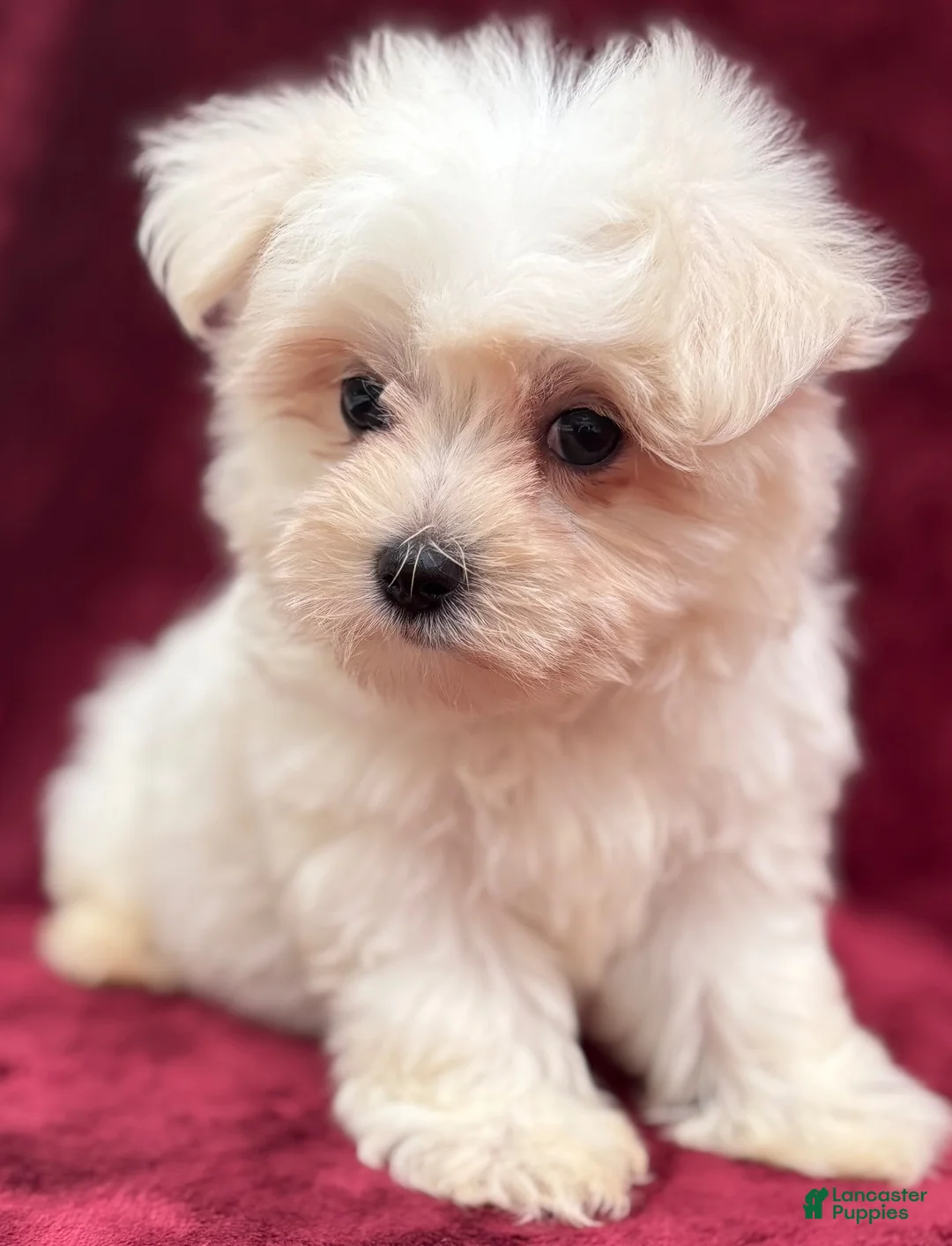 Maltese dogs for sale: Dakota  - Ad 1