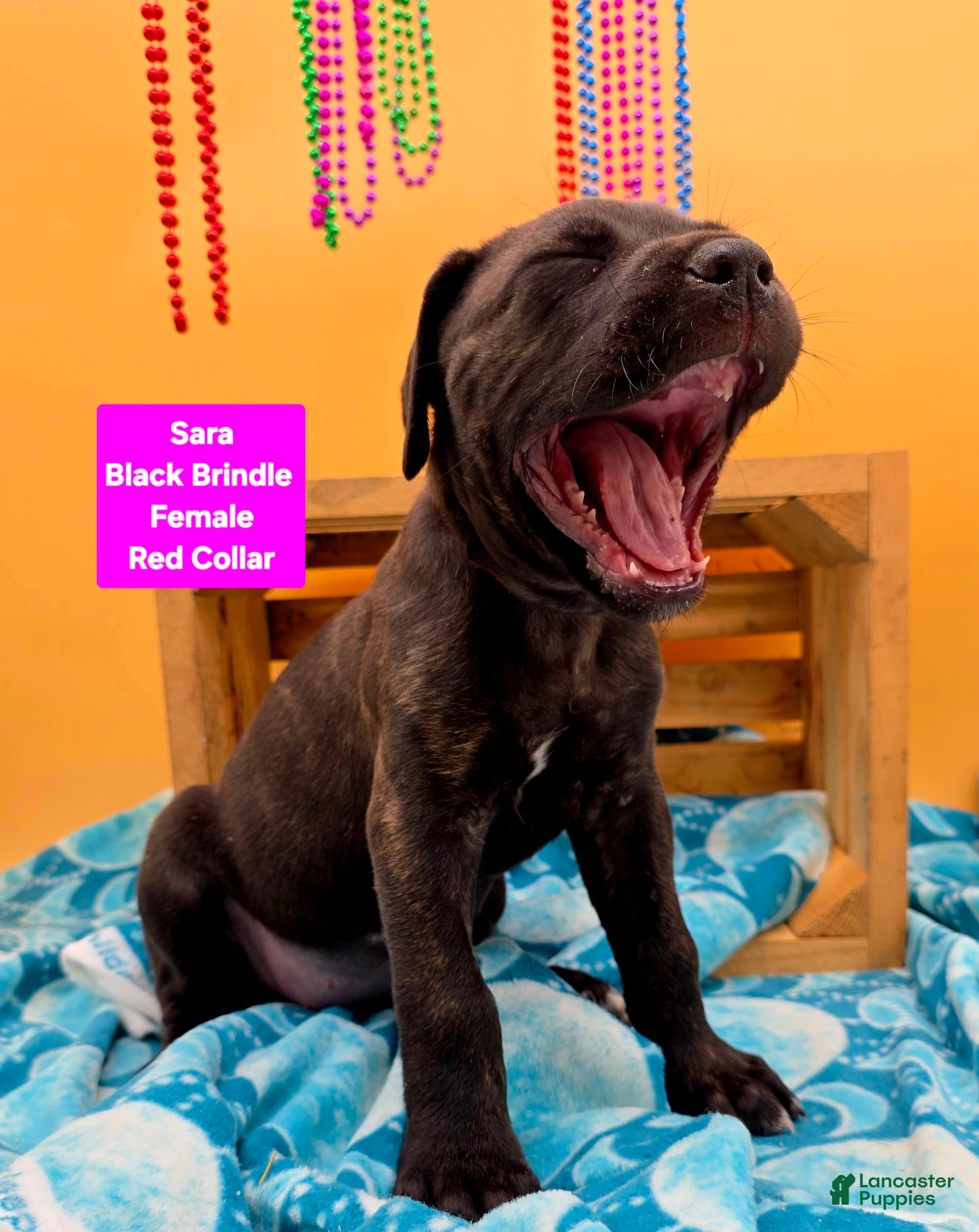 Cane Corso dogs Sara - Ad 2