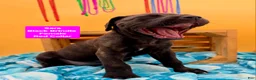 Cane Corso dogs for sale: Sara - Ad 2