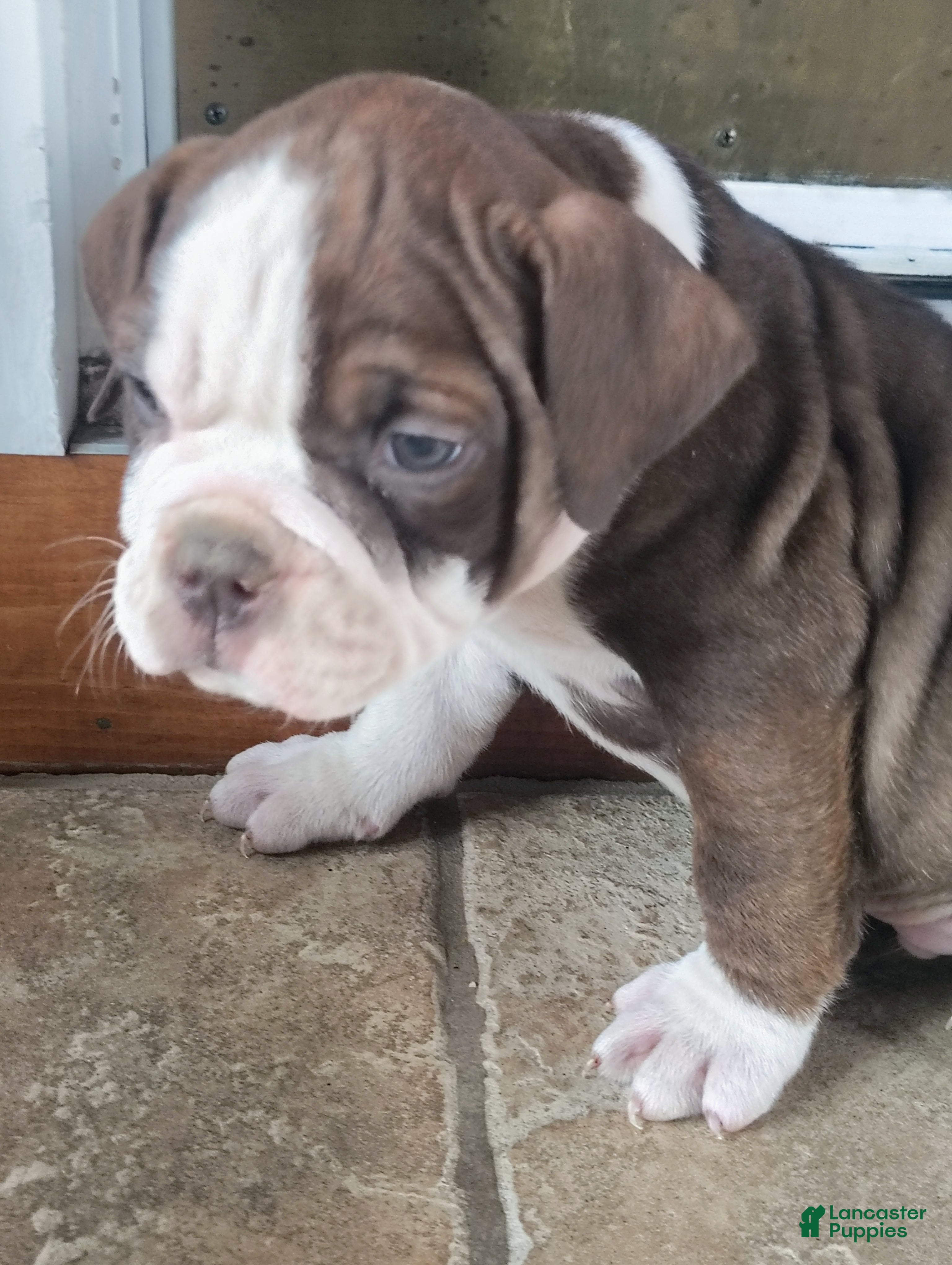 Olde English Bulldogge dogs Blaze - Ad 22