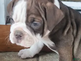 Olde English Bulldogge dogs Blaze - Ad 26