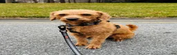 Miniature Labradoodle dogs for sale: Gigi - Ad 12