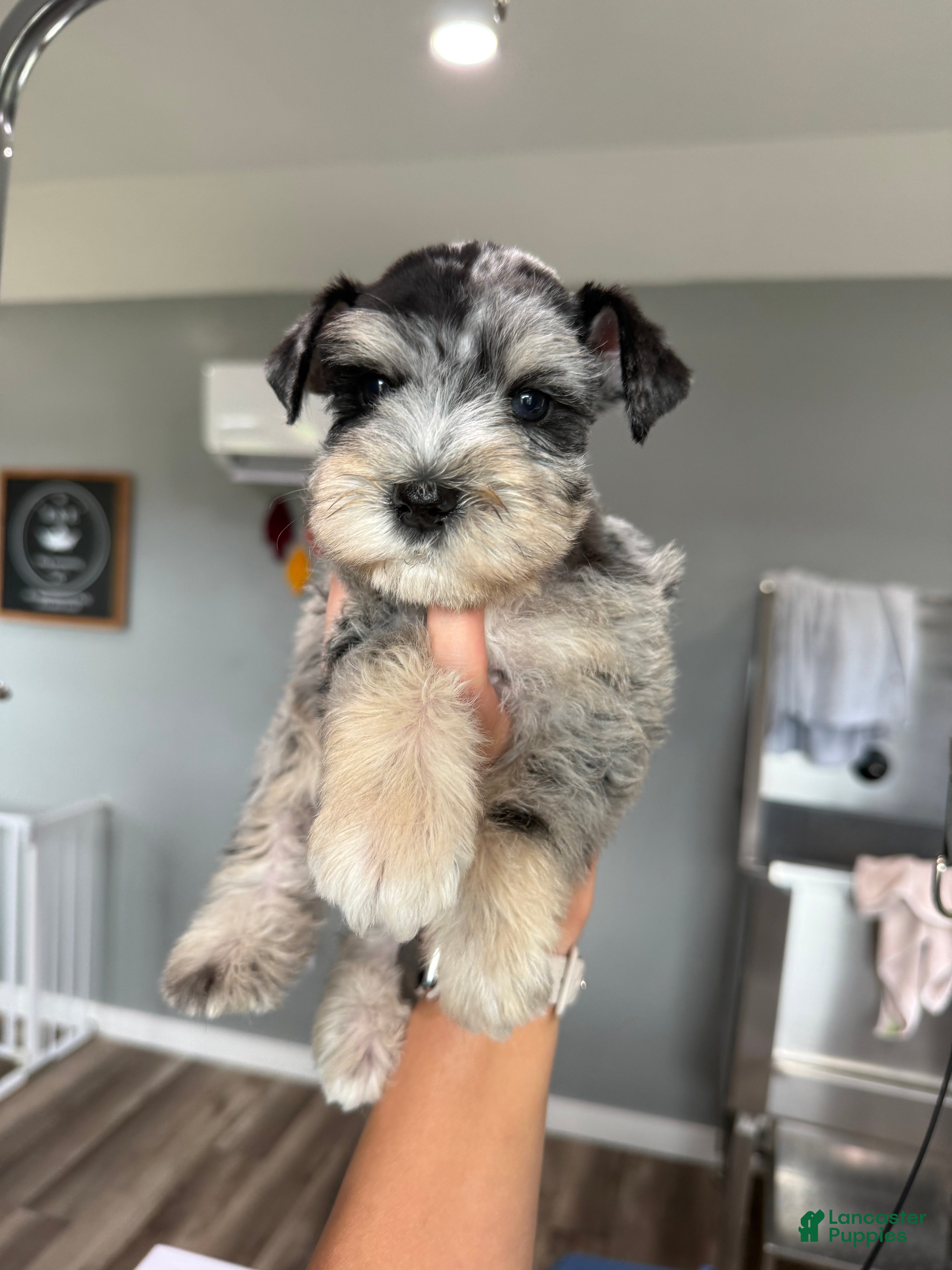 Miniature Schnauzer dogs Strawberry  - Ad 17