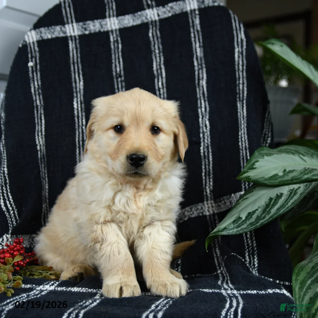 Golden Retriever dogs for sale: Polly - Ad 2
