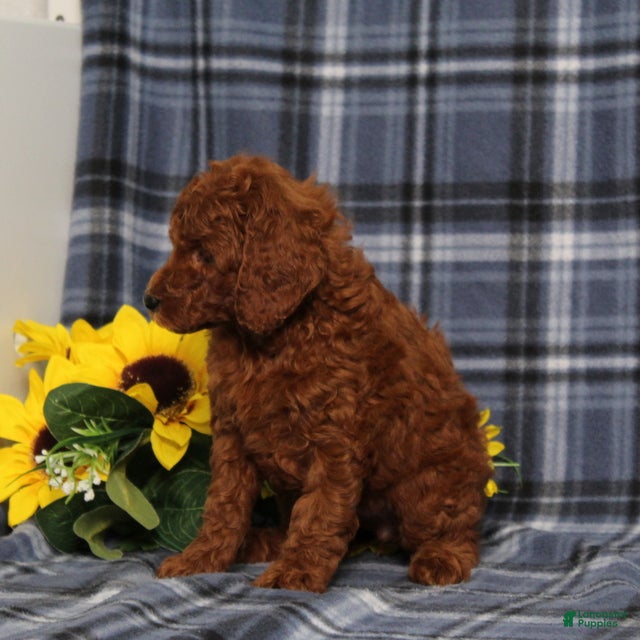 Miniature Poodle dogs Delaney - Ad 2