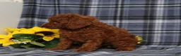 Miniature Poodle dogs for sale: Delaney - Ad 2