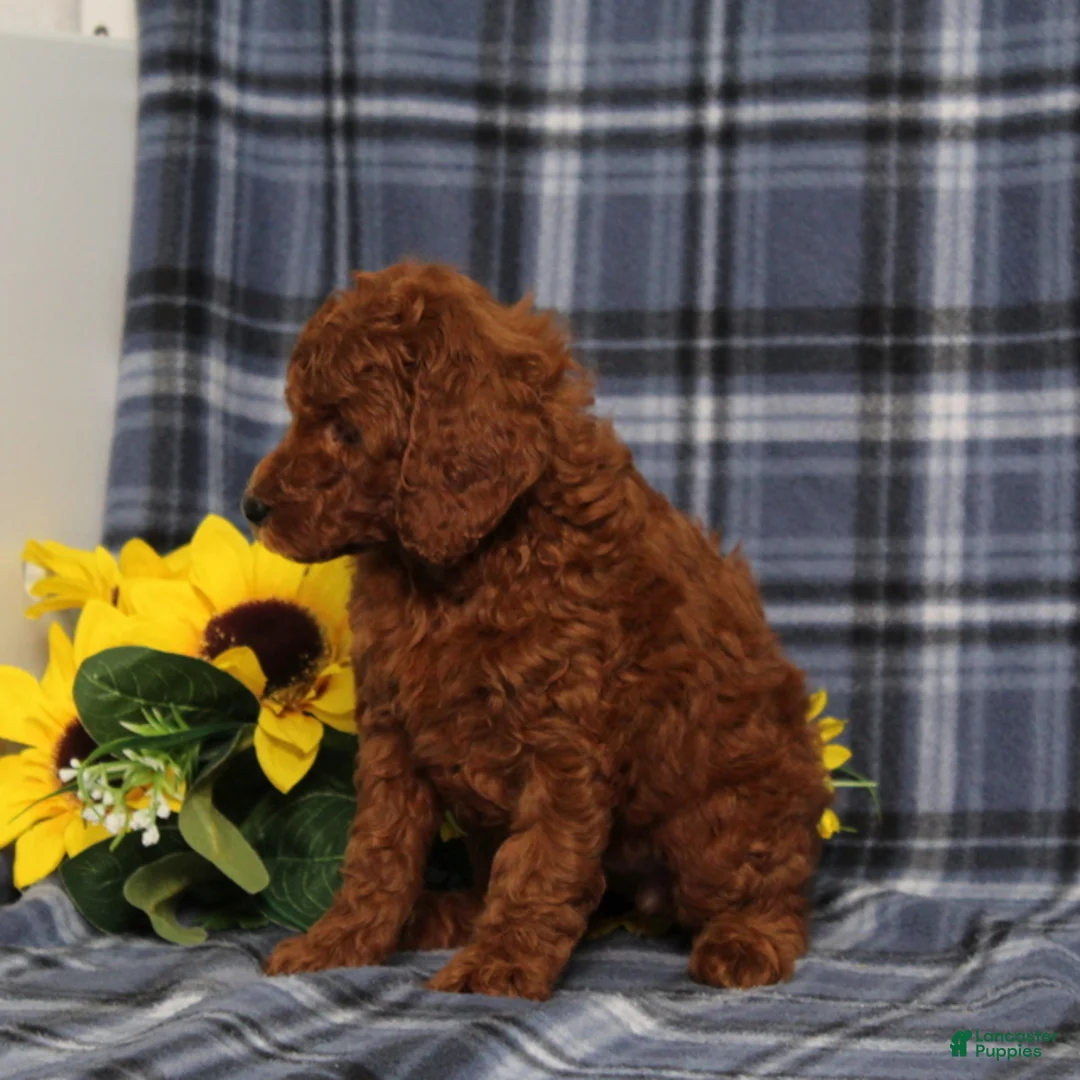 Miniature Poodle dogs for sale: Delaney - Ad 2