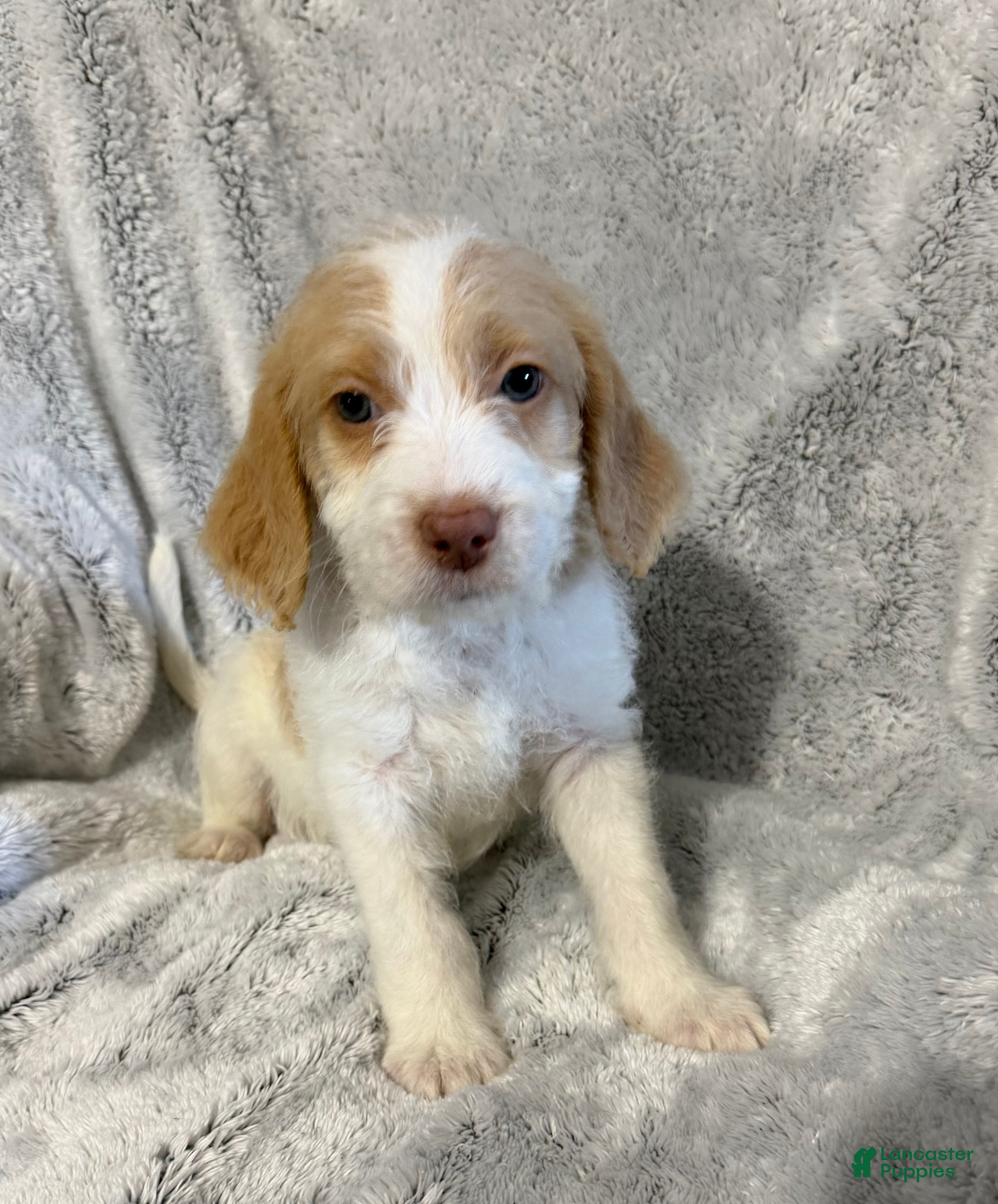 Mixed Breed dogs Alex - Ad 1